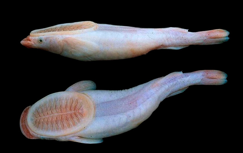 Remora albescens_02